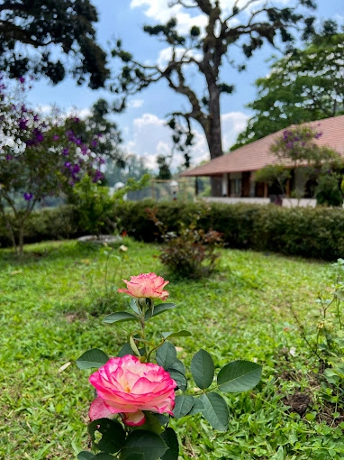 Beautiful Rose Flower at Rosewood Stay, Coorg, Karnataka