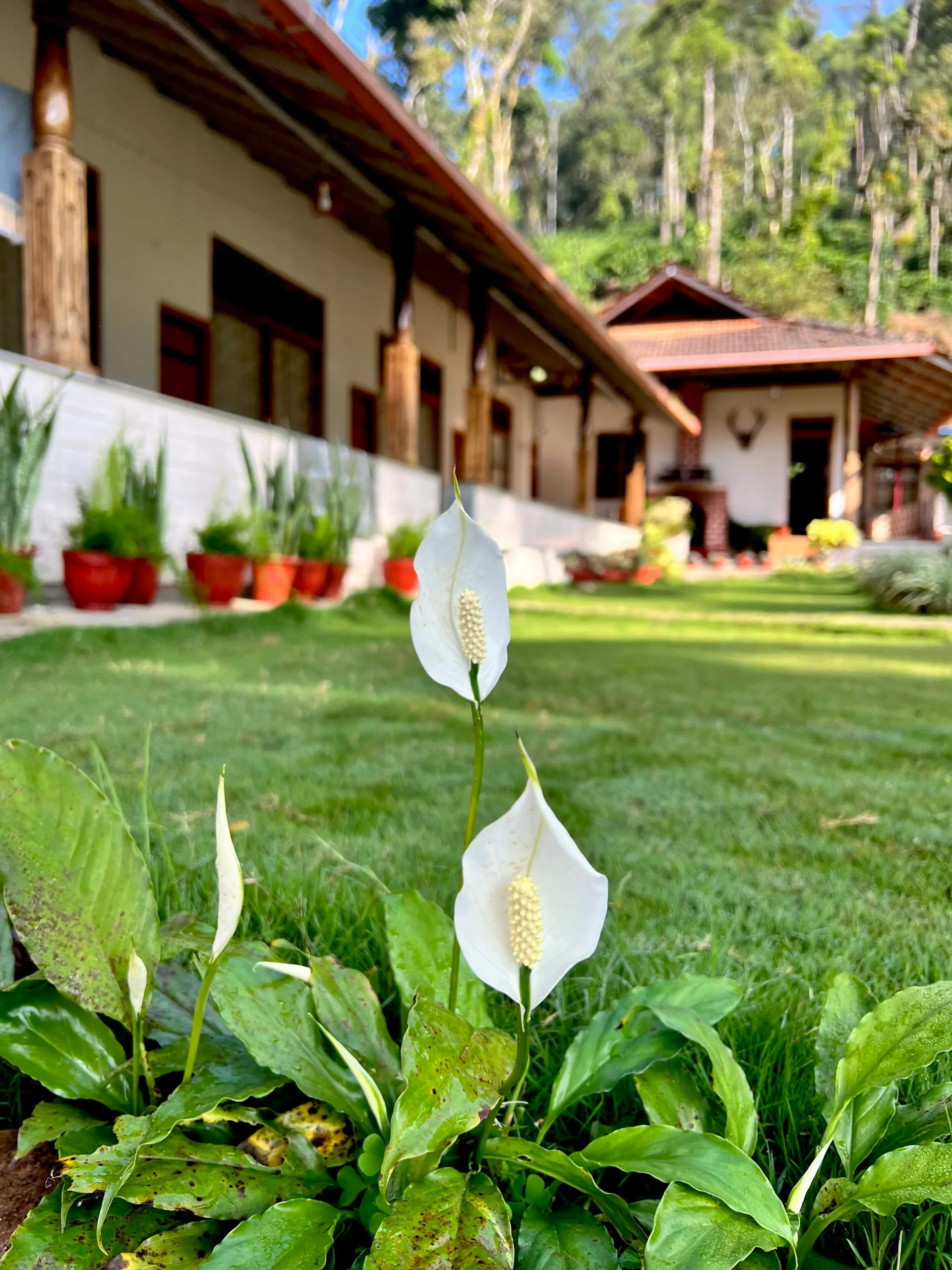 Tranquil Garden Oasis at Rosewood Stay, Coorg, Karnataka - Nature's Haven