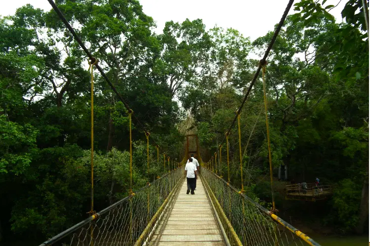 Tranquil Nisargadhama Island, Coorg, Karnataka - Nature's Serene Retreat